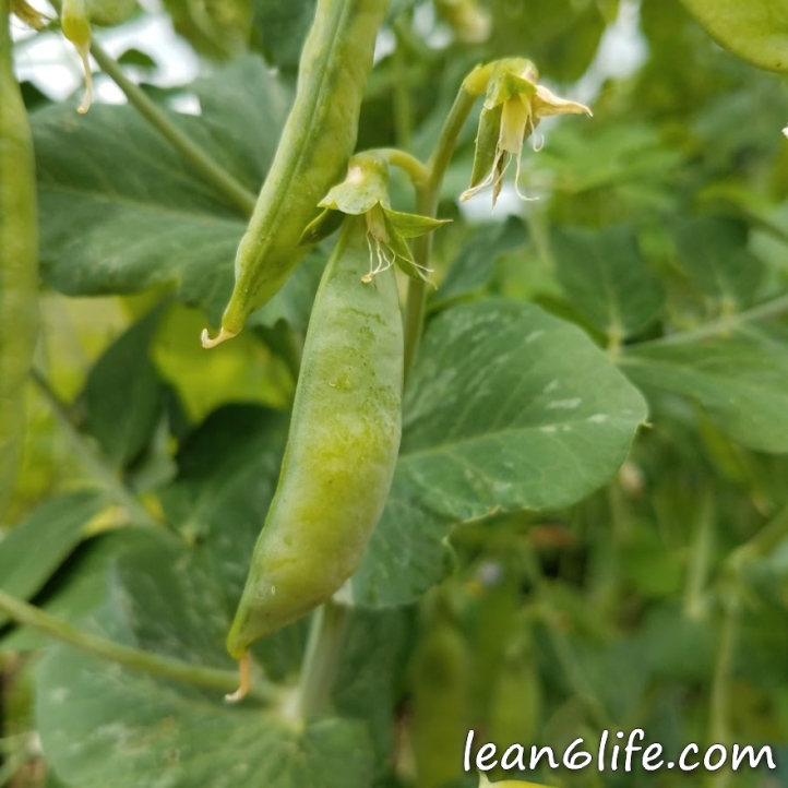 These peas are past their prime, but are still valuable to the gardener!
