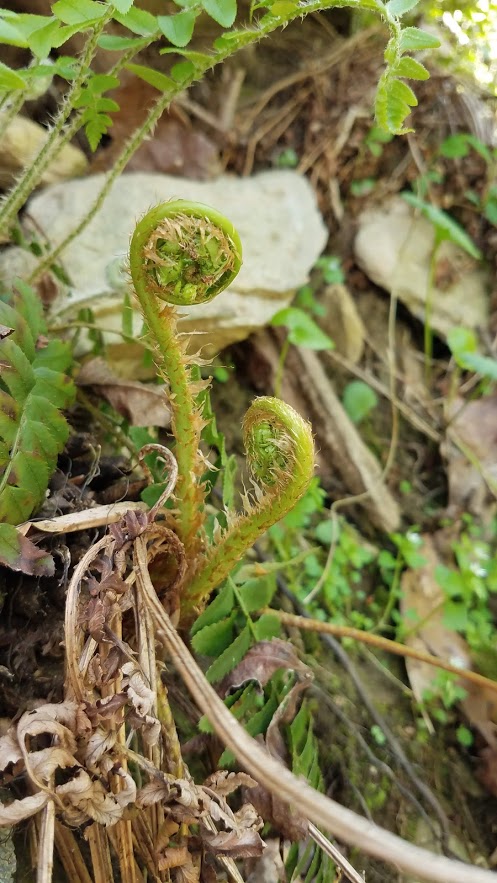 My wild ferns have fuzzy fiddleheads, so they are not ostrich ferns