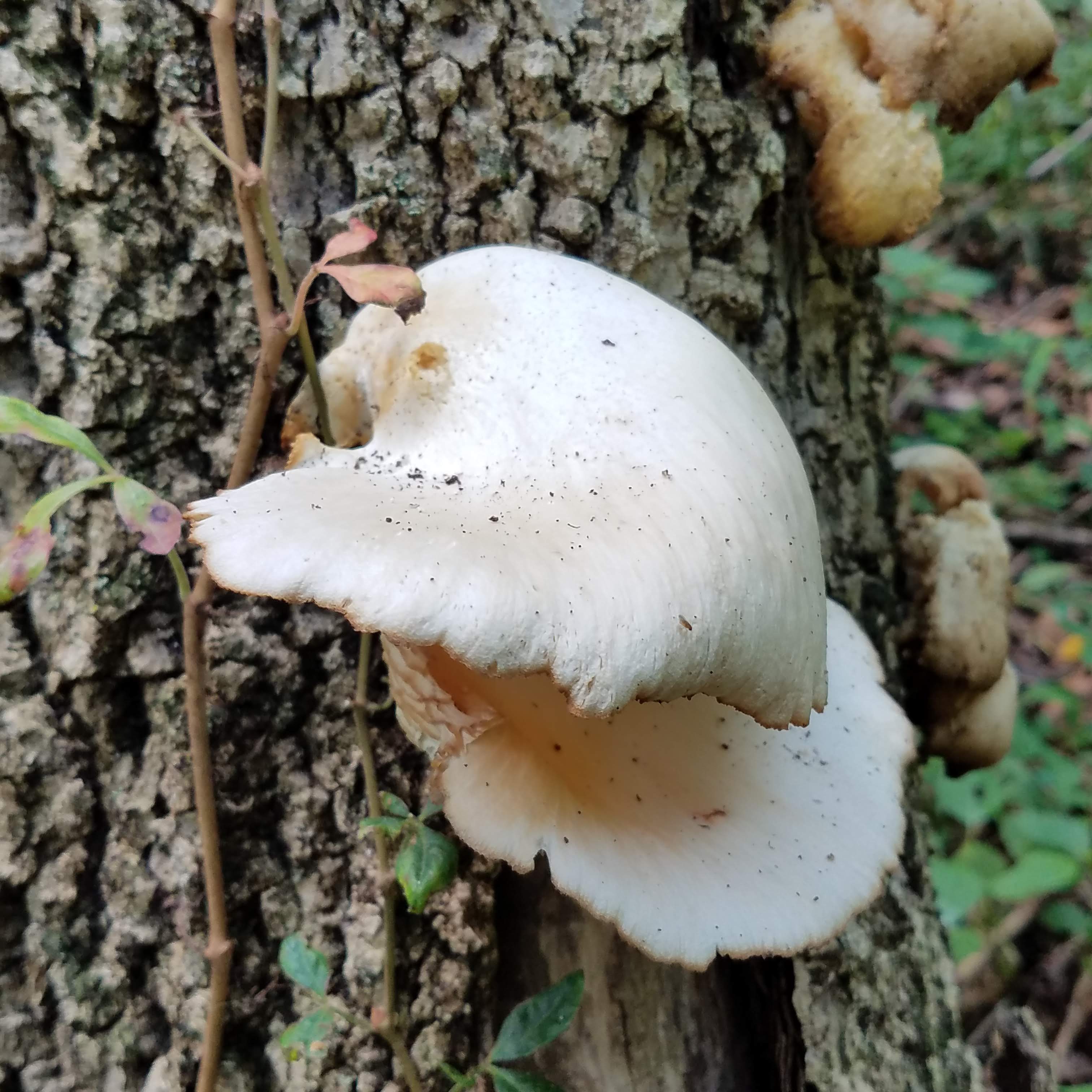 Oyster mushrooms on a dead tree