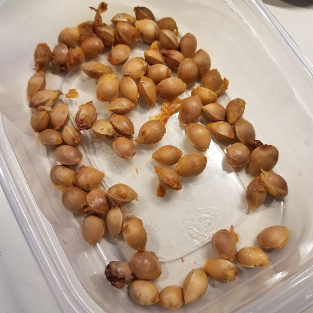 Cleaned ginkgo nuts in their shells, ready to roast