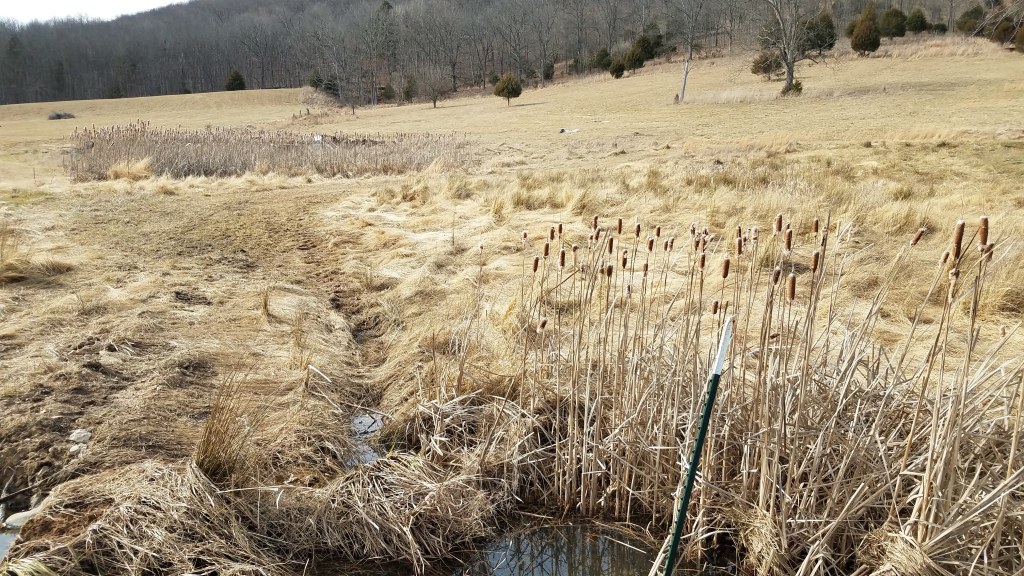 Two different stands of cattails - one in the fore right, and the other further back on the left
