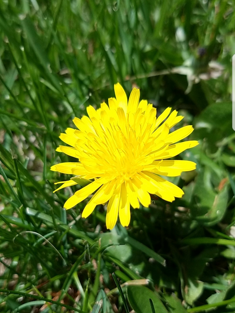 Sorry, dandelion flower - maybe next spring!