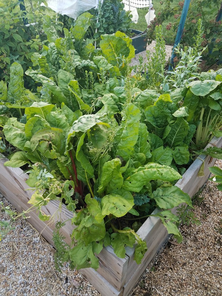 Box B5 - My first attempt at "chaos gardening"