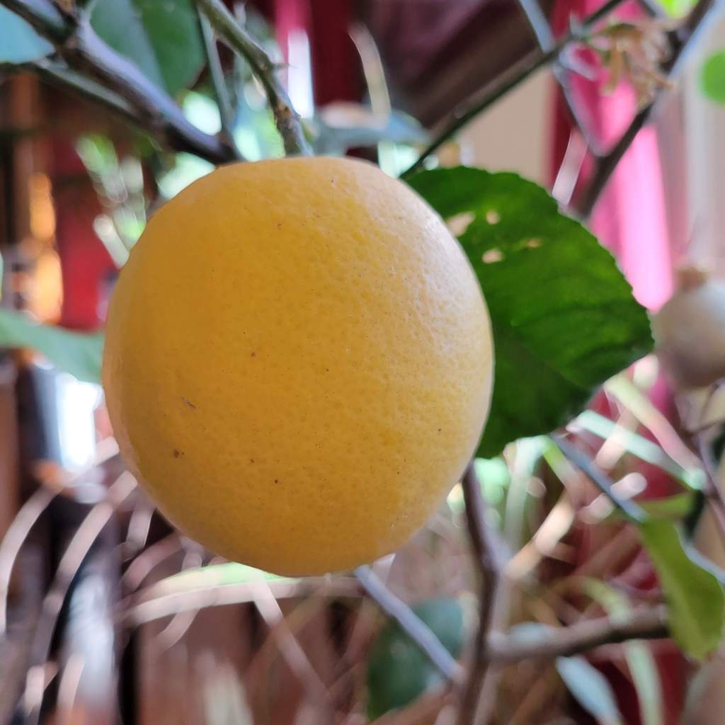 An indoor container-grown Meyer lemon, ready to harvest