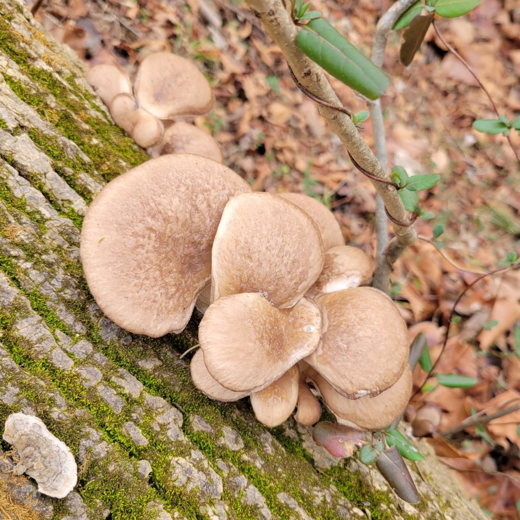 Oyster mushrooms also grow in the winter