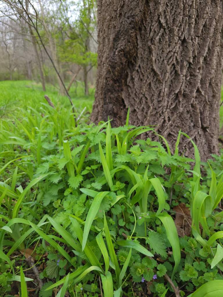 Dwarf nettle hiding among other plants