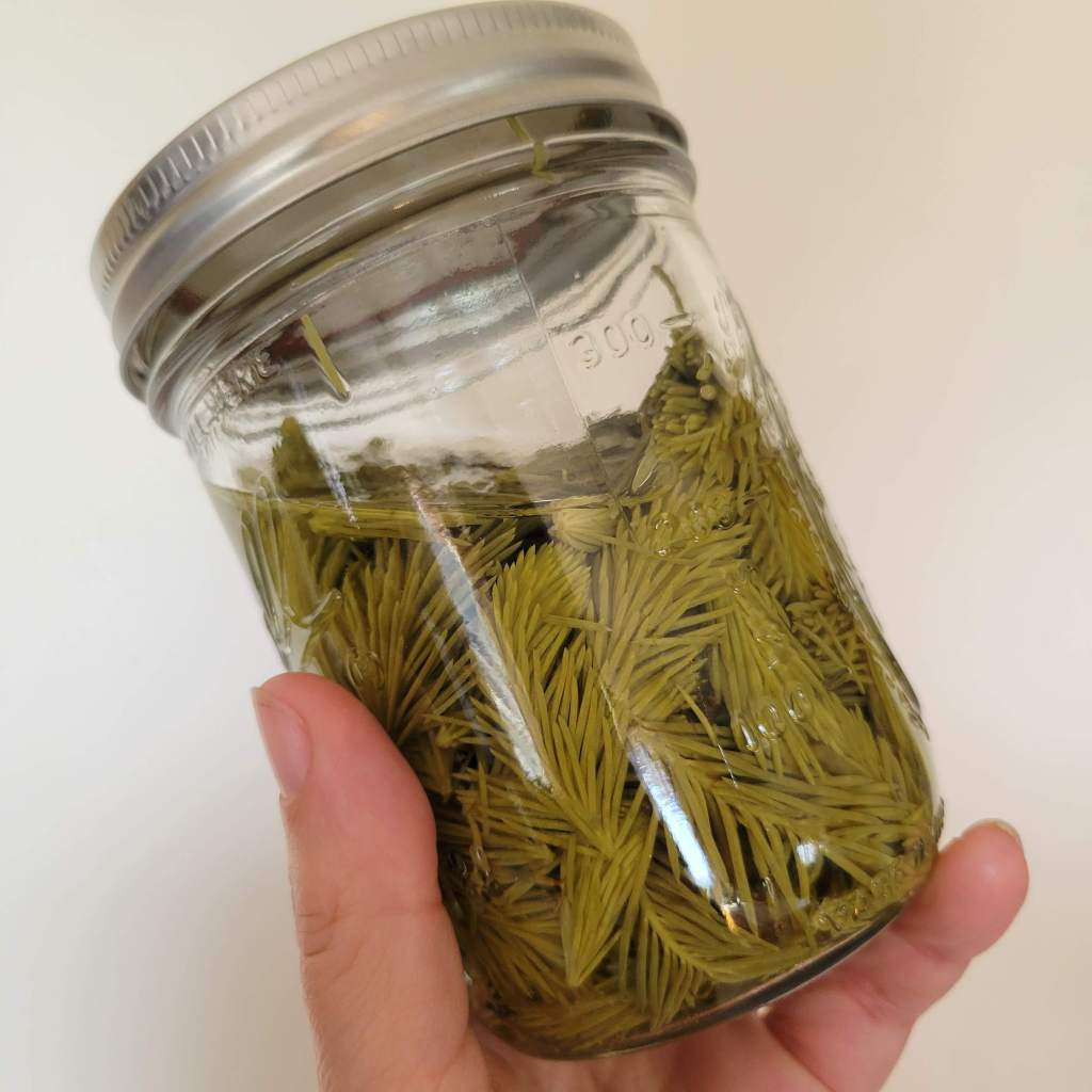 Spruce Tip Alcohol Infusion